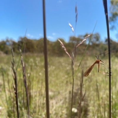 Harpobittacus australis (Hangingfly) at Mount Taylor - 7 Nov 2020 by Shazw