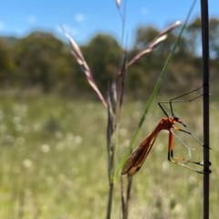 Harpobittacus australis at Kambah, ACT - 7 Nov 2020