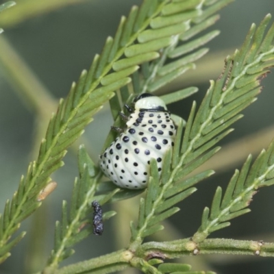 Dicranosterna immaculata (Acacia leaf beetle) at Goorooyarroo NR (ACT) - 7 Nov 2020 by AlisonMilton