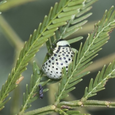 Dicranosterna immaculata (Acacia leaf beetle) at Forde, ACT - 7 Nov 2020 by AlisonMilton