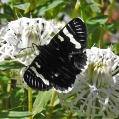 Phalaenoides glycinae (Grapevine Moth) at Paddys River, ACT - 5 Nov 2020 by JohnBundock