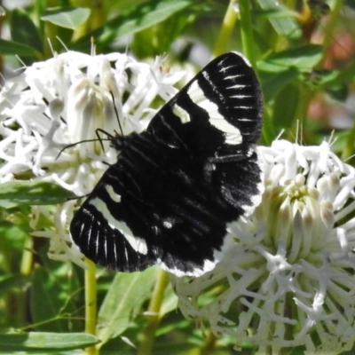 Phalaenoides glycinae (Grapevine Moth) at Paddys River, ACT - 6 Nov 2020 by JohnBundock