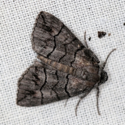 Dysbatus singularis (Dry-country Line-moth) at Forde, ACT - 6 Nov 2020 by ibaird
