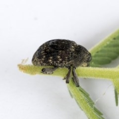 Melanterius sp. (genus) (Unidentified Melanterius weevil) at Gossan Hill - 14 Oct 2020 by AlisonMilton