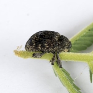 Melanterius sp. (genus) at Bruce, ACT - 14 Oct 2020