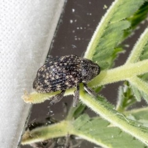 Melanterius sp. (genus) at Bruce, ACT - 14 Oct 2020