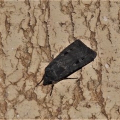 Agrotis infusa (Bogong Moth, Common Cutworm) at Wanniassa, ACT - 6 Nov 2020 by JohnBundock