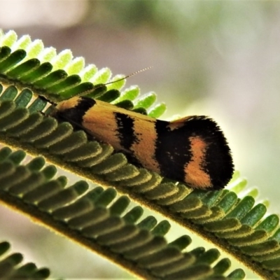 Olbonoma triptycha (Chezela Group) at Forde, ACT - 6 Nov 2020 by JohnBundock