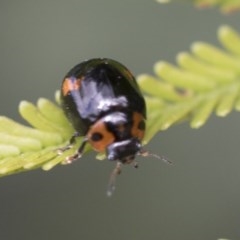 Peltoschema oceanica (Oceanica leaf beetle) at Goorooyarroo NR (ACT) - 7 Nov 2020 by AlisonMilton