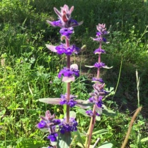 Ajuga australis at Tuggeranong DC, ACT - 6 Nov 2020 05:40 PM