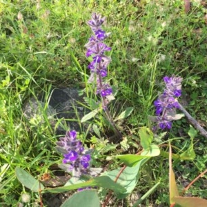 Ajuga australis at Tuggeranong DC, ACT - 6 Nov 2020 05:40 PM