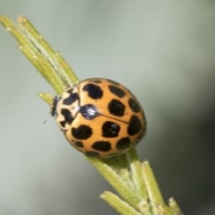 Harmonia conformis (Common Spotted Ladybird) at Forde, ACT - 7 Nov 2020 by AlisonMilton