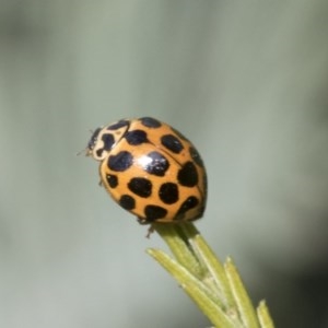 Harmonia conformis at Forde, ACT - 7 Nov 2020