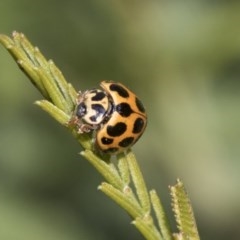 Harmonia conformis at Forde, ACT - 7 Nov 2020