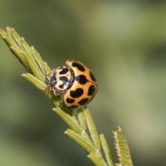 Harmonia conformis at Forde, ACT - 7 Nov 2020