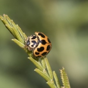 Harmonia conformis at Forde, ACT - 7 Nov 2020