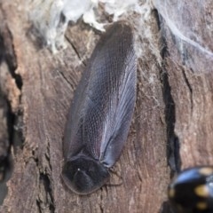 Laxta sp. (genus) (Bark cockroach) at Cook, ACT - 28 Sep 2020 by AlisonMilton