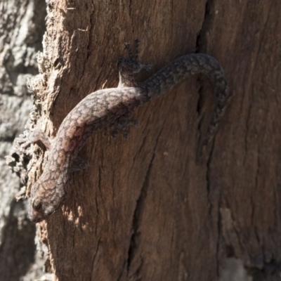 Christinus marmoratus (Southern Marbled Gecko) at Cook, ACT - 28 Sep 2020 by AlisonMilton