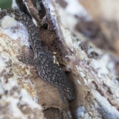 Christinus marmoratus (Southern Marbled Gecko) at Cook, ACT - 28 Sep 2020 by AlisonMilton