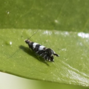 Glyphipterix meteora at Higgins, ACT - 6 Nov 2020