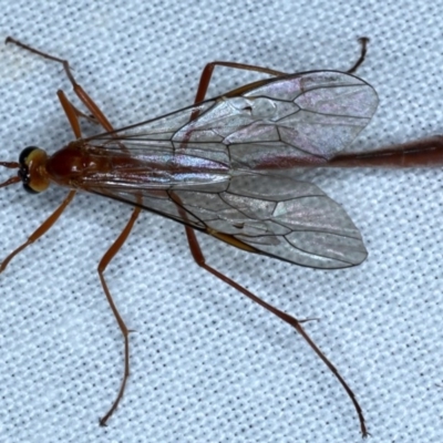 Dicamptus fuscicornis (Ichneumon wasp) at Goorooyarroo NR (ACT) - 6 Nov 2020 by jb2602