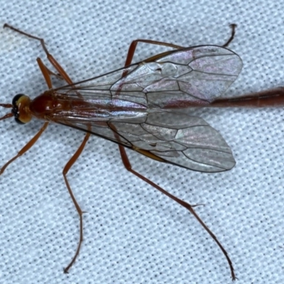 Dicamptus fuscicornis (Ichneumon wasp) at Forde, ACT - 6 Nov 2020 by jbromilow50