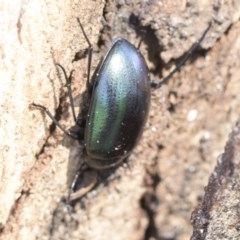 Chalcopteroides columbinus (Rainbow darkling beetle) at Cook, ACT - 28 Sep 2020 by AlisonMilton