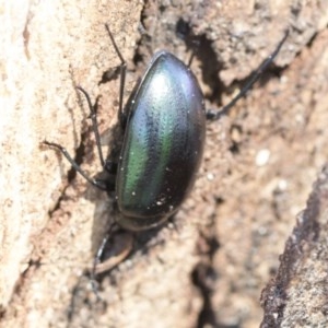 Chalcopteroides columbinus at Cook, ACT - 28 Sep 2020