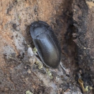 Pterohelaeus striatopunctatus at Cook, ACT - 28 Sep 2020 10:27 AM