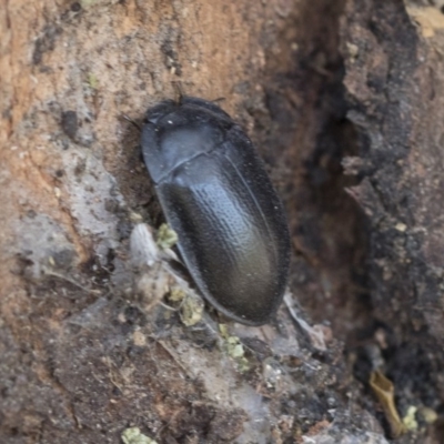 Pterohelaeus striatopunctatus (Darkling beetle) at Cook, ACT - 28 Sep 2020 by AlisonMilton