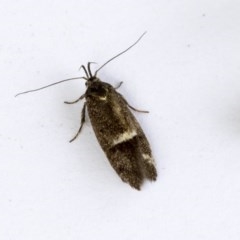 Leistomorpha brontoscopa (A concealer moth) at Higgins, ACT - 14 Oct 2020 by AlisonMilton