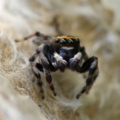 Maratus scutulatus (A jumping spider) at Ainslie, ACT - 7 Nov 2020 by trevsci