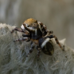 Maratus scutulatus at Ainslie, ACT - 7 Nov 2020