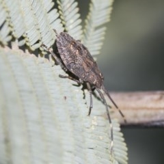 Pentatomidae (family) (Shield or Stink bug) at Goorooyarroo NR (ACT) - 6 Nov 2020 by AlisonMilton