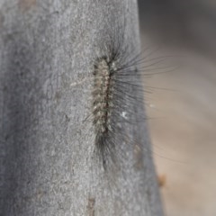 Anestia (genus) (A tiger moth) at Bruce Ridge to Gossan Hill - 14 Oct 2020 by AlisonMilton