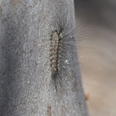 Anestia (genus) (A tiger moth) at Bruce, ACT - 14 Oct 2020 by AlisonMilton