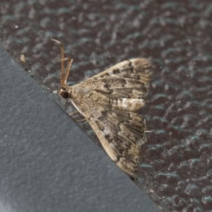 Nacoleia rhoeoalis at Higgins, ACT - 6 Nov 2020