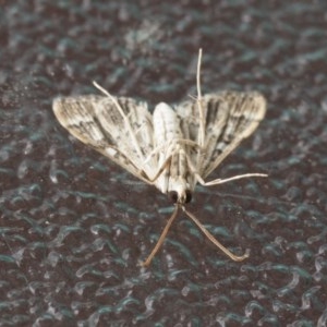 Nacoleia rhoeoalis at Higgins, ACT - 6 Nov 2020