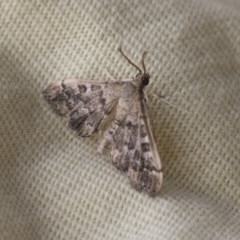 Nacoleia rhoeoalis at Higgins, ACT - 6 Nov 2020