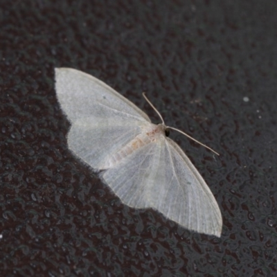 Poecilasthena thalassias (Sea-blue Delicate) at Higgins, ACT - 6 Nov 2020 by AlisonMilton