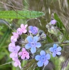 Cynoglossum australe (Australian Forget-me-not) at Hughes, ACT - 8 Nov 2020 by KL