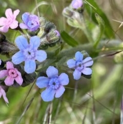 Cynoglossum australe at Hughes, ACT - 8 Nov 2020 02:15 PM