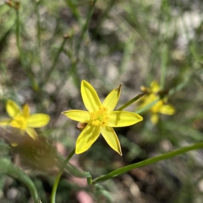 Tricoryne elatior (Yellow Rush Lily) at Hughes Grassy Woodland - 8 Nov 2020 by KL