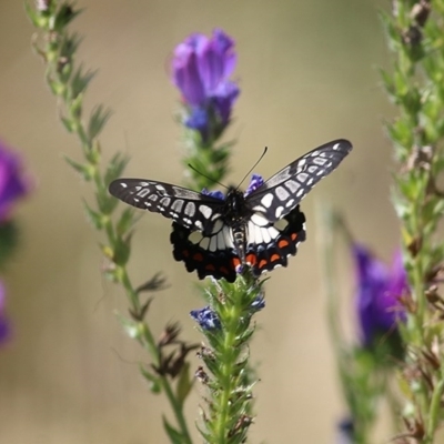 Papilio anactus (Dainty Swallowtail) at Wodonga - 8 Nov 2020 by Kyliegw