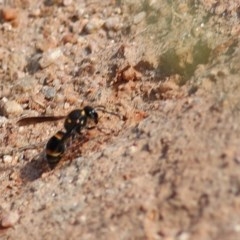 Eumeninae (subfamily) (Unidentified Potter wasp) at West Wodonga, VIC - 8 Nov 2020 by KylieWaldon