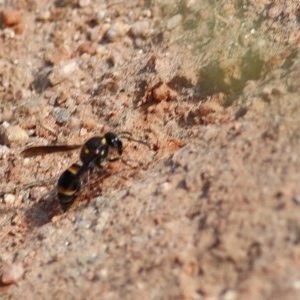 Eumeninae (subfamily) at West Wodonga, VIC - 8 Nov 2020 02:45 PM