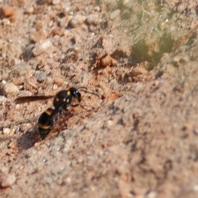 Eumeninae (subfamily) (Unidentified Potter wasp) at Felltimber Creek NCR - 8 Nov 2020 by Kyliegw