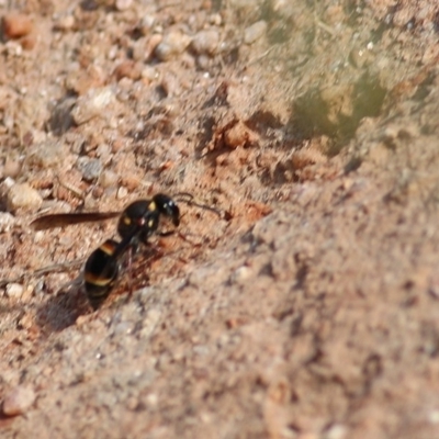 Eumeninae (subfamily) (Unidentified Potter wasp) at Wodonga - 8 Nov 2020 by KylieWaldon