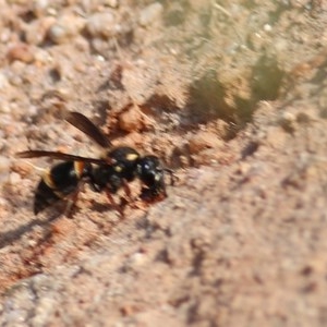 Eumeninae (subfamily) at West Wodonga, VIC - 8 Nov 2020