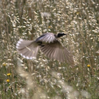 Philemon corniculatus (Noisy Friarbird) at West Wodonga, VIC - 8 Nov 2020 by KylieWaldon